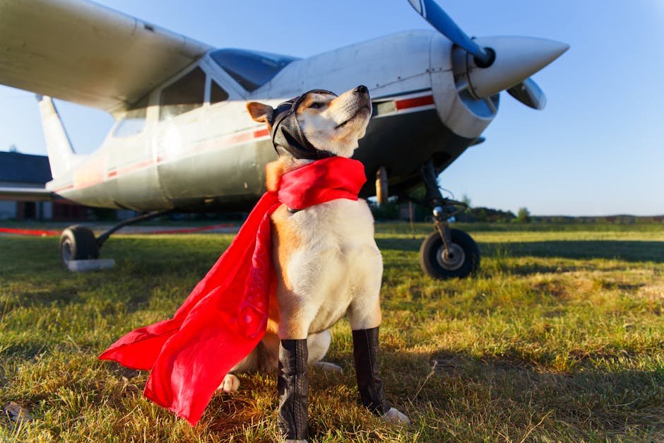 how to travel with a dog on airplane Image